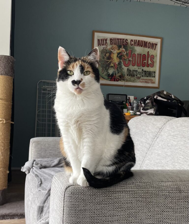Kat